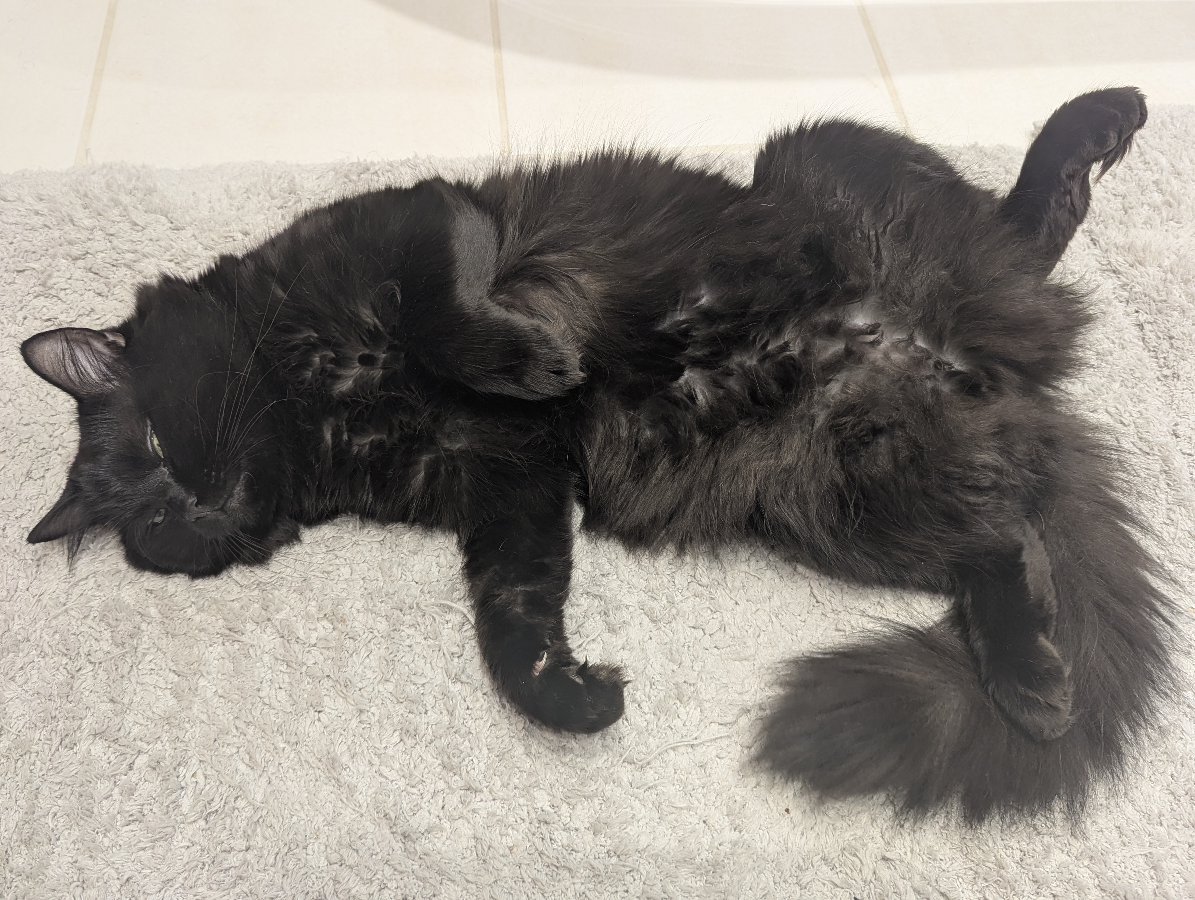 Walton the cat close-up